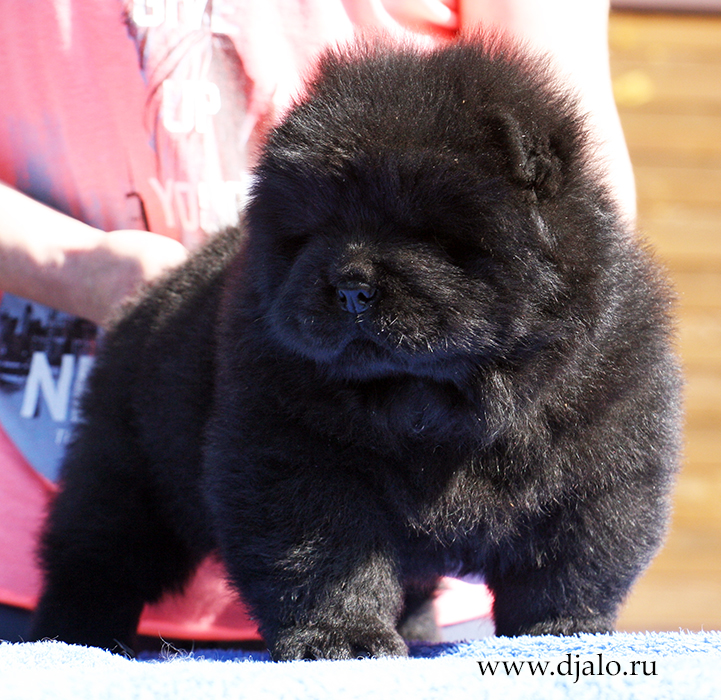 Chow-chow puppy black male 2 J... Djalo