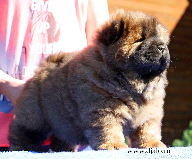 Chow-chow puppy red male J... Djalo