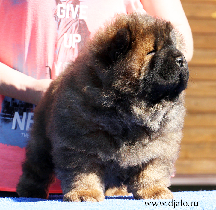 Chow-chow puppy red male J... Djalo