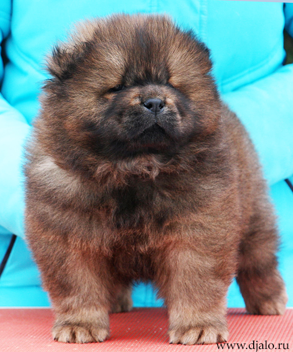 Chow-chow puppy red male