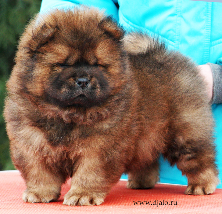 Chow-chow puppy red girl