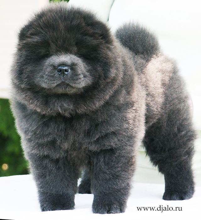 chow-chow puppy blue girl (red ribbon)