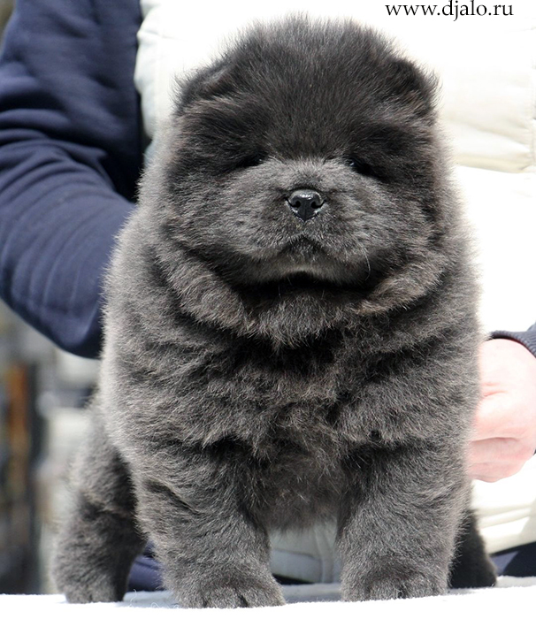 chow-chow puppy blue girl (red ribbon)
