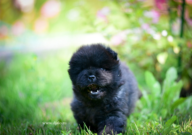 chow-chow puppy black female Puerto Plata Djalo