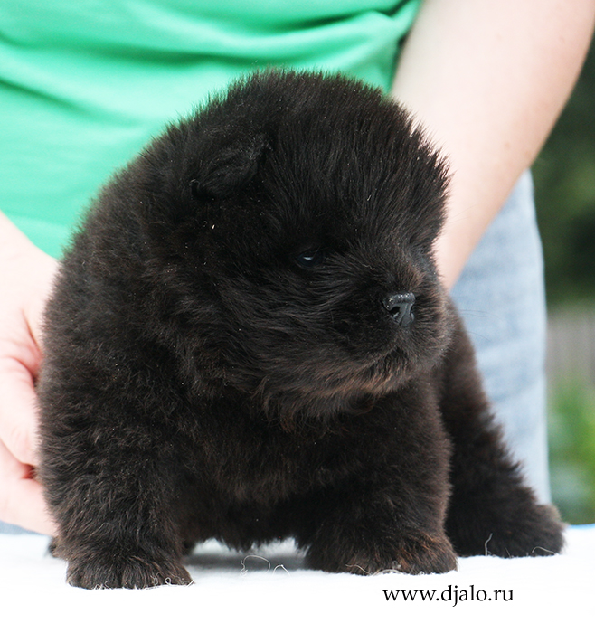 chow-chow puppy black male Rimini Djalo
