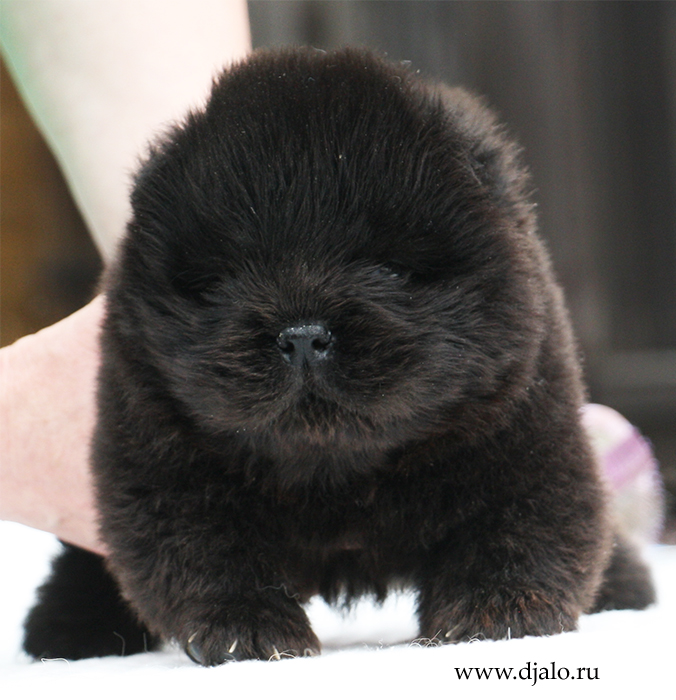 chow-chow puppy black male Rimini Djalo