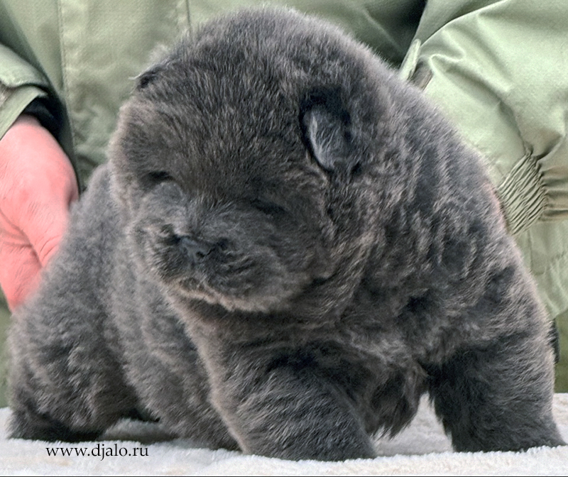 chow chow puppy, blue male chow chow puppy, blue male