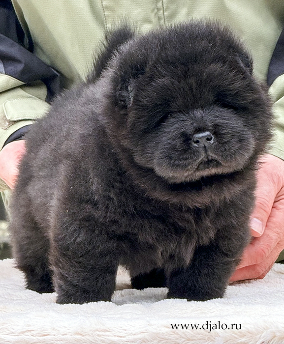 chow chow puppy, black male, orange ribbon chow chow puppy, black male, orange ribbon