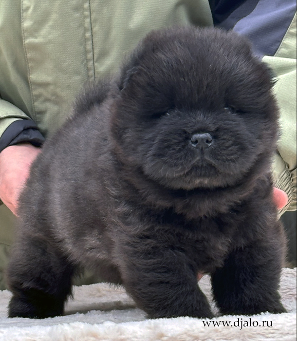 chow chow puppy, black male, yellow ribbon chow chow puppy, black male, yellow ribbon