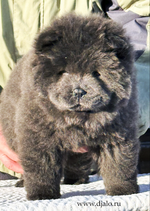 chow chow puppy, blue male chow chow puppy, blue male
