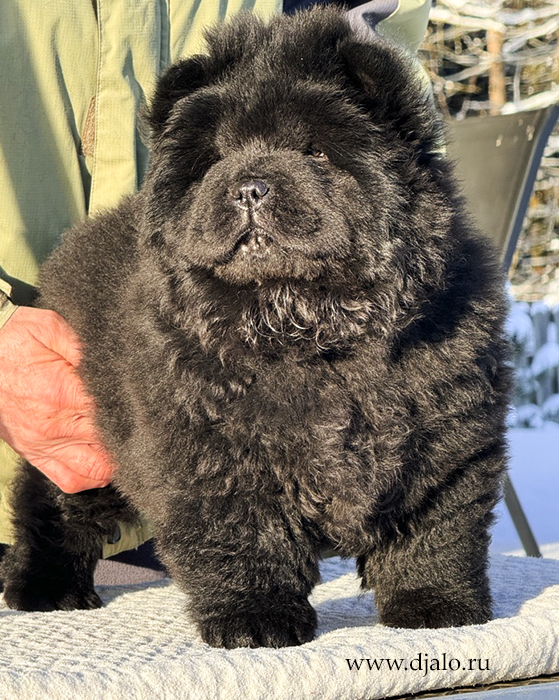 chow chow puppy, black male, green ribbon chow chow puppy, black male, green ribbon