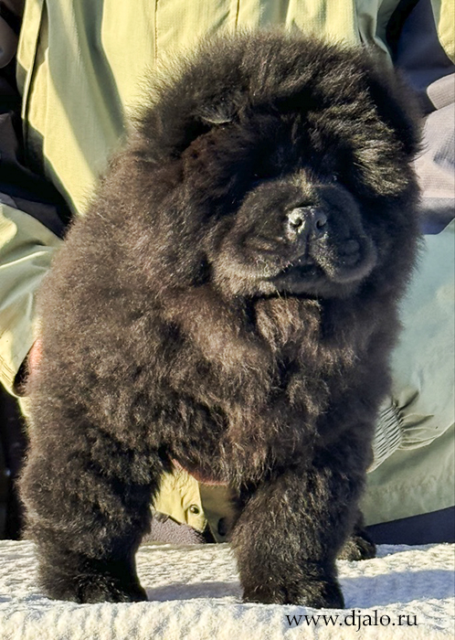 chow chow puppy, black male, orange ribbon chow chow puppy, black male, orange ribbon