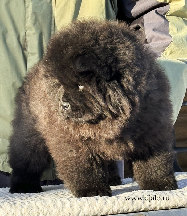 chow chow puppy, black male, yellow ribbon chow chow puppy, black male, yellow ribbon