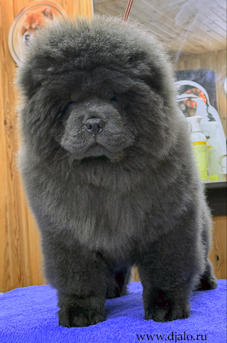 chow chow puppy, blue male chow chow puppy, blue male