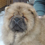 Chow-chow puppy red girl Ah What Woman Djalo