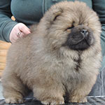 Chow-chow puppy red boy Applause For You Djalo
