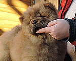 chow-chow puppy Minsk Belarus