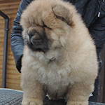 chow chow puppy red boy