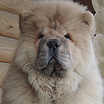 chow chow puppy red boy