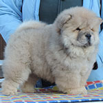 chow chow puppy red girl