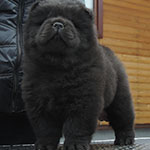 chow-chow puppy black girl