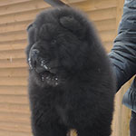 chow-chow puppy black girl