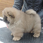 chow-chow puppy red boy