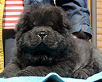 Chow-chow puppy black male Iris Nobile Djalo