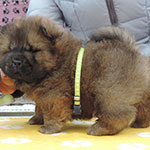 Red chow-chow puppy in Minsk Belarus