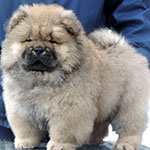 Red chow-chow puppy in Minsk Belarus
