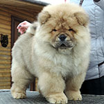 Chow-chow puppy red boy