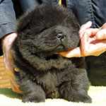 Chow-chow puppy black girl Night Butterfly Djalo