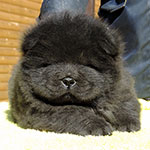 Chow-chow puppy black girl Night Butterfly Djalo