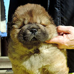 Chow-chow puppy red boy Nutlet Hard Djalo