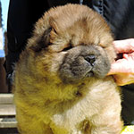 Chow-chow puppy red boy Nutlet Hard Djalo
