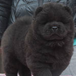 Черный щенок чау-чау в Минске