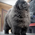 Черный щенок чау-чау в Минске