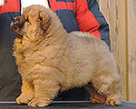 chow-chow puppy Minsk Belarus