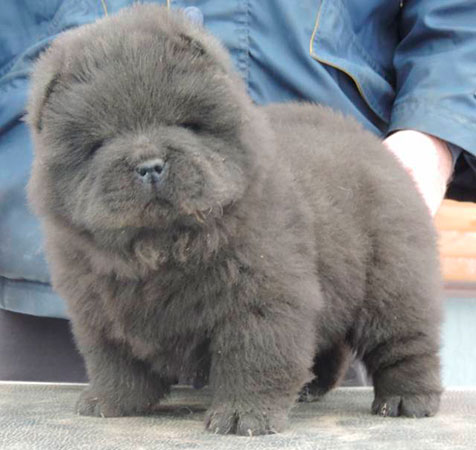 gray chow chow puppy