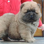 chow-chow puppy red female