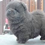chow-chow puppy black male