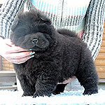 Chow-chow puppy black female Zeffira de'Luxe Djalo