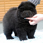 Chow-chow puppy black female Zeffira de'Luxe Djalo