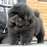 Chow-chow puppy black female Zi-Zi Doll Djalo