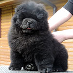Chow-chow puppy black male Zippo Black-Dragon Djalo